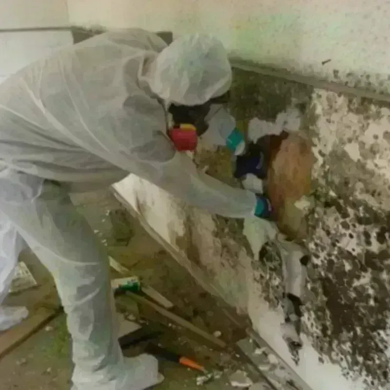 Mold Remediation and Removal in Thorndale, PA